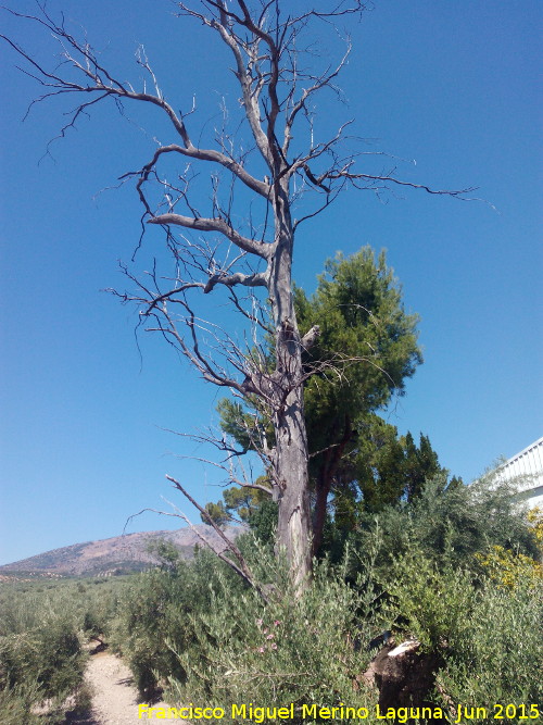 Casera Santo Cristo de la Asomada - Casera Santo Cristo de la Asomada. Gran rbol muerto