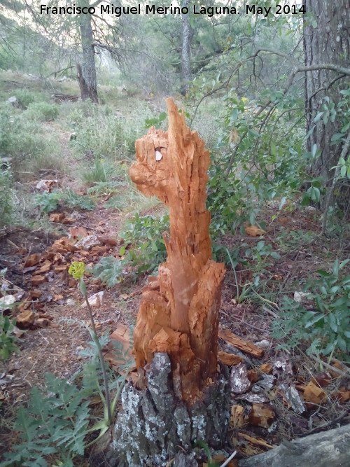 Sierra de Jan - Sierra de Jan. Duende