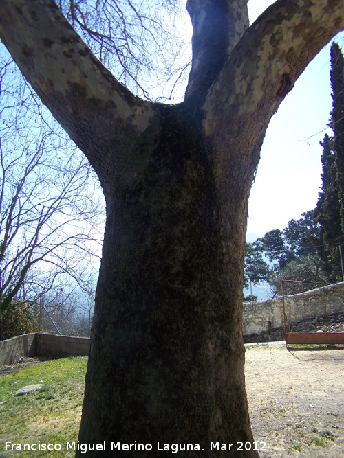 Pltano de sombra - Pltano de sombra. Tronco. Molino de Trinidad - Albanchez de Mgina