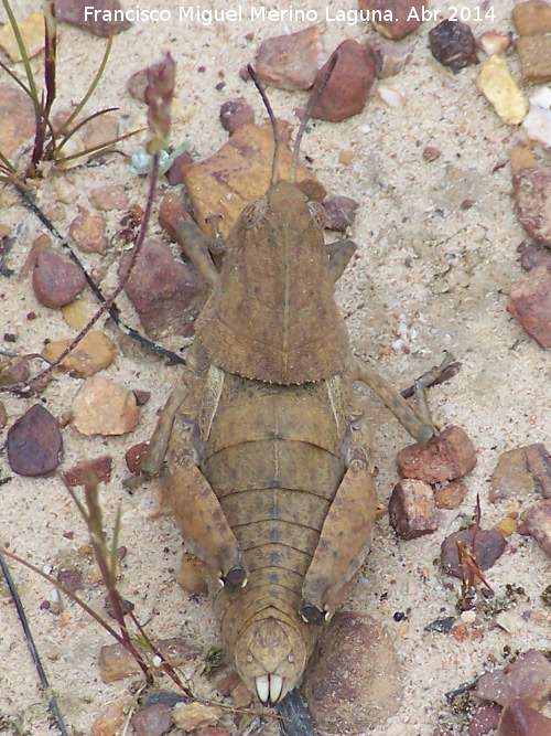 Saltamontes ocnerodes - Saltamontes ocnerodes. Sierra de Dormideros - Fuencaliente