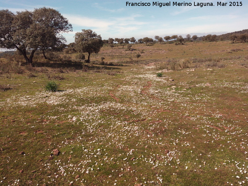 Loma del Pino - Loma del Pino. 