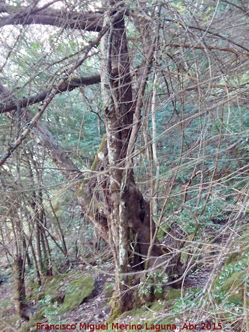 Tejo - Tejo. Bosque de Tejos - Valdepeas