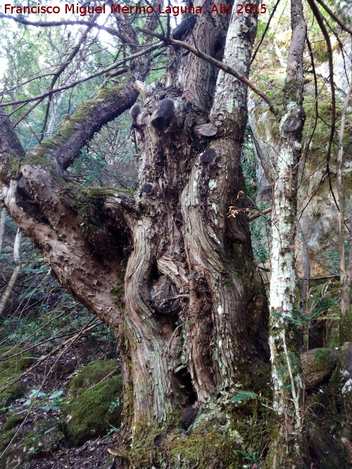 Tejo - Tejo. Bosque de Tejos - Valdepeas