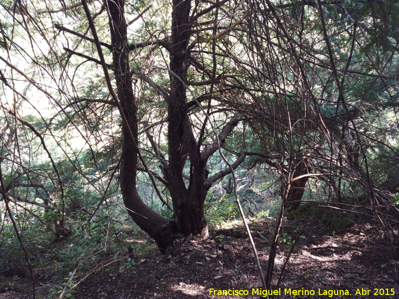 Tejo - Tejo. Bosque de Tejos - Valdepeas