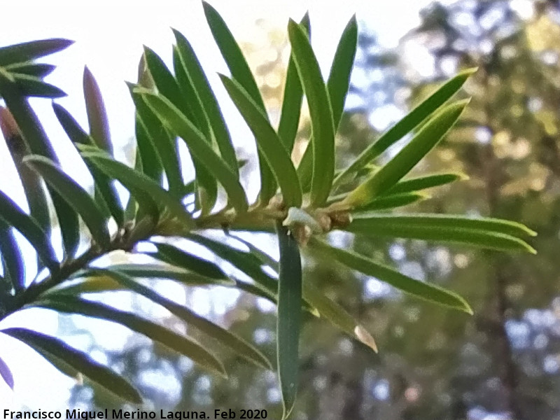 Tejo - Tejo. Hojas - Quesada