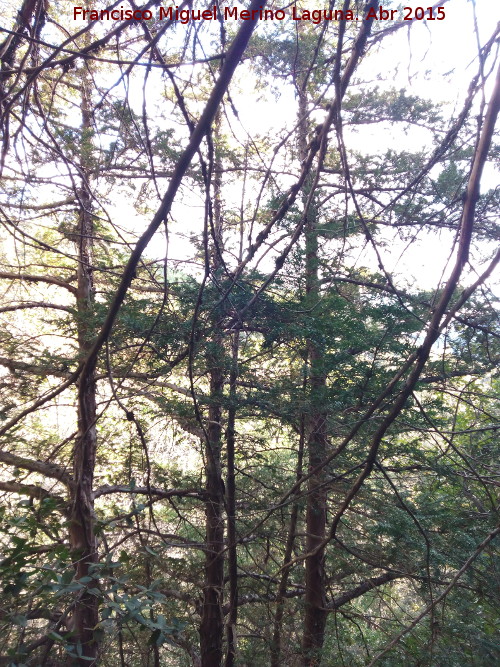 Tejeda del Barranco de Los Tejos - Tejeda del Barranco de Los Tejos. Tejos