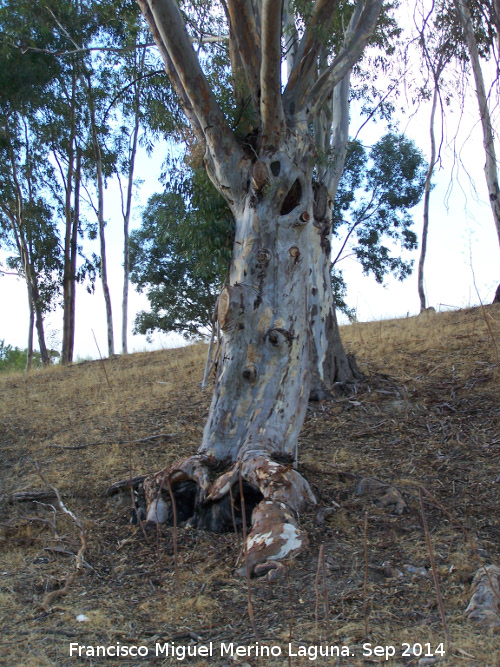 Eucalipto de la Lancha - Eucalipto de la Lancha. 