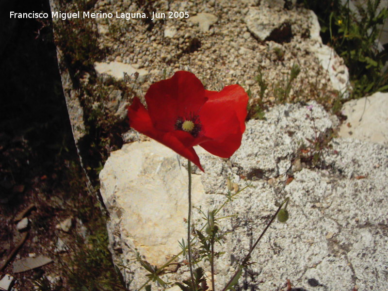 Amapola - Amapola. Caada de las Hazadillas (Jan)