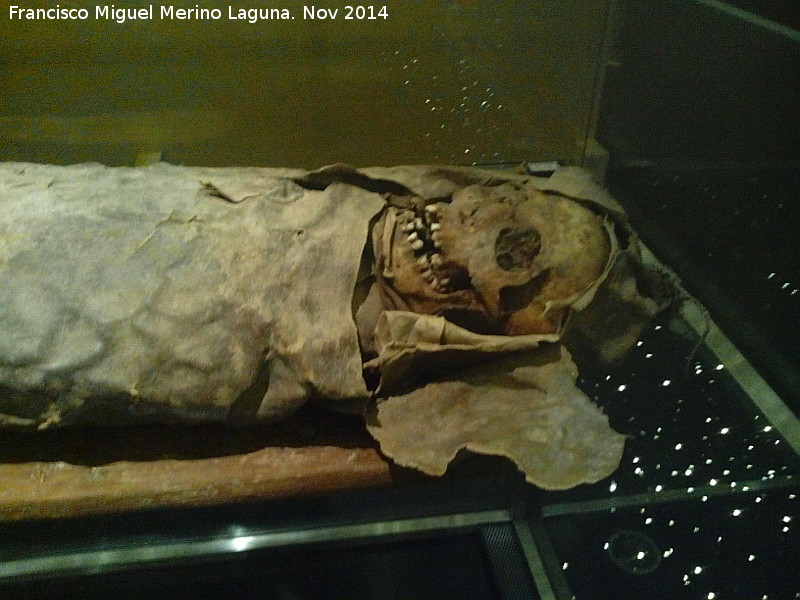 Museo Arqueolgico de Tenerife - Museo Arqueolgico de Tenerife. Momia Guanche