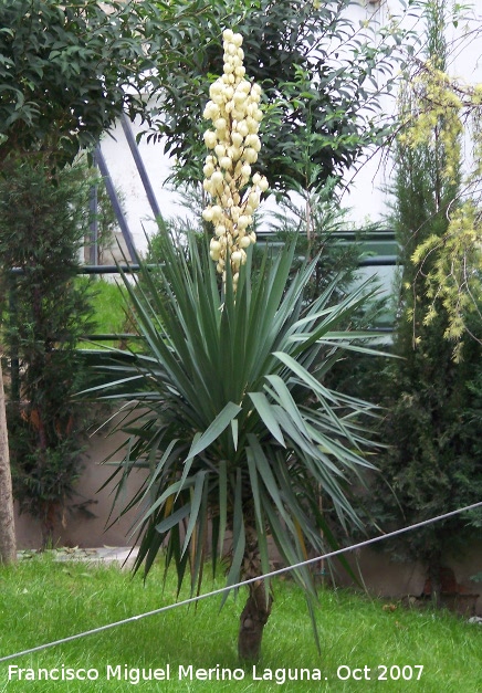 Yuca - Yuca. Cazorla