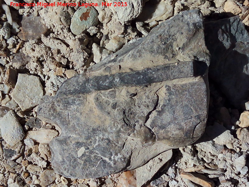 Rambla de los Collados - Rambla de los Collados. Belemnite