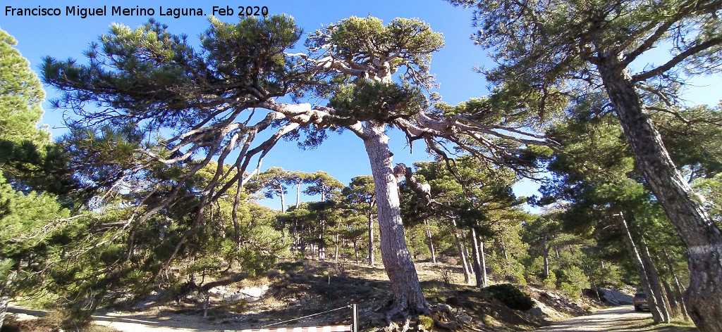 Pino de las Cruces - Pino de las Cruces. 