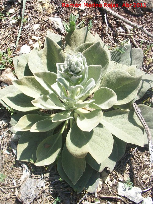 Gordolobo - Gordolobo. Cerro Montaes - Jan