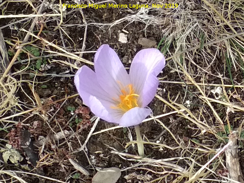 Azafr�n serrano - Azafr�n serrano. Cerro Monuera - Aldeaquemada
