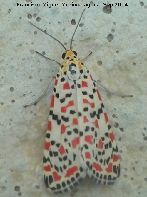 Polilla Nomeolvides - Polilla Nomeolvides. Cstulo - Linares