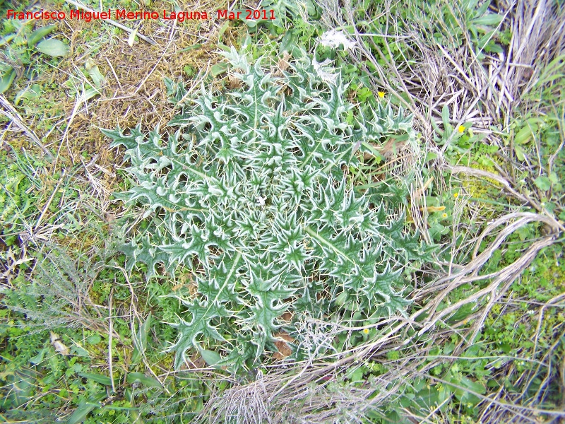 Cardo acaule - Cardo acaule. Cerro Algarrobo - Fuensanta de Martos