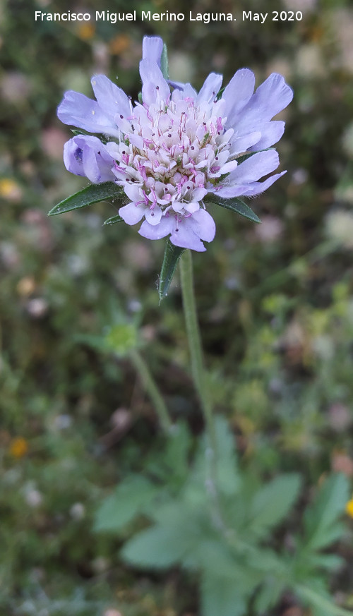 Escabiosa - Escabiosa. Cerro Toledo - Los Villares