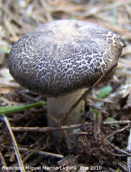 Tricholoma pardinus - Tricholoma pardinus. Quiebrajano - Jan