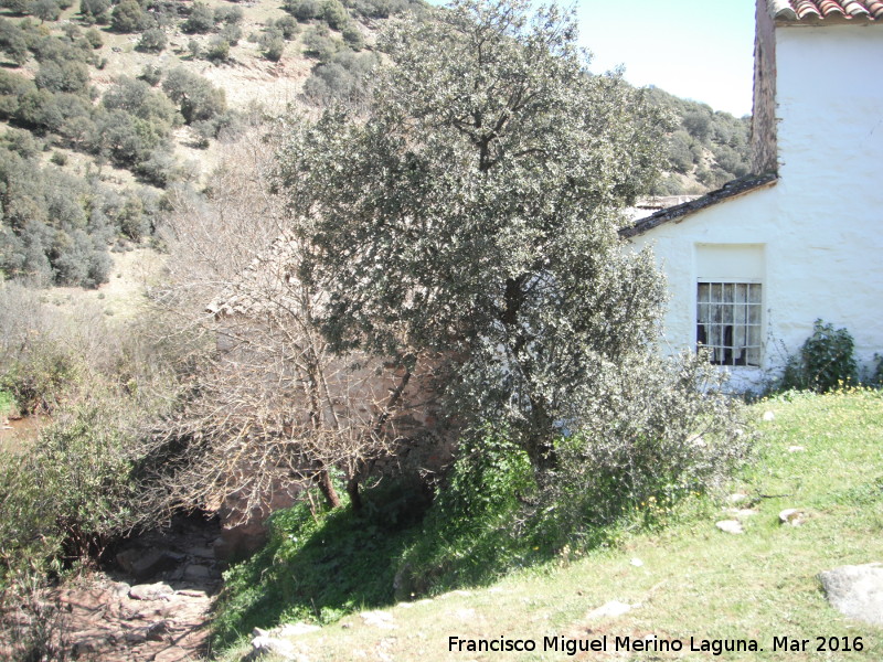 Molino de la Ballestera - Molino de la Ballestera. Salida de aguas