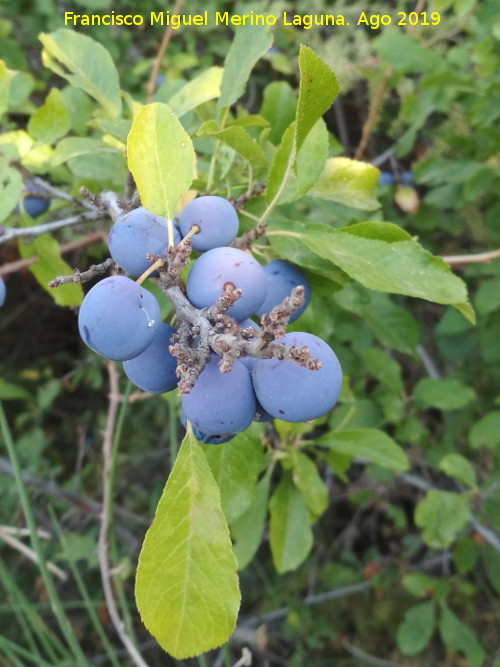 Endrino - Endrino. Endrinas. Acueducto de Ro Fro - Los Villares