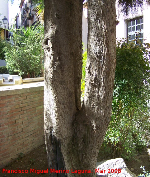 Cedro del Himalaya - Cedro del Himalaya. Jan