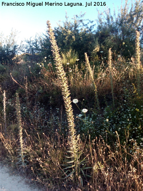 Viborera gigante - Viborera gigante. La Yedra - Los Villares