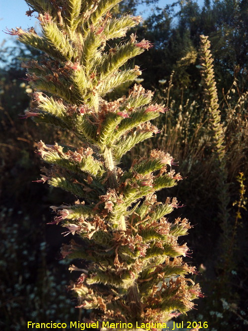 Viborera gigante - Viborera gigante. La Yedra - Los Villares