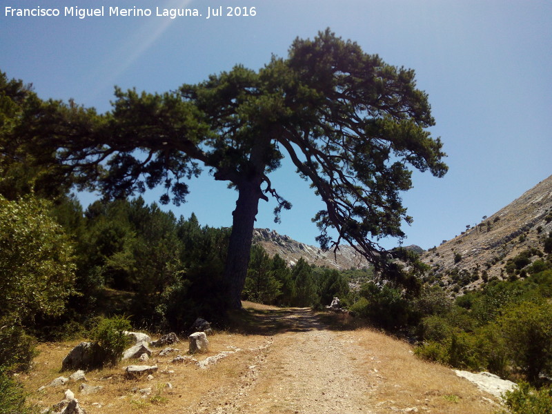 Camino del Poyo de las Palomas - Camino del Poyo de las Palomas. A su paso por el Pino Bandera del Poyo de las Palomas