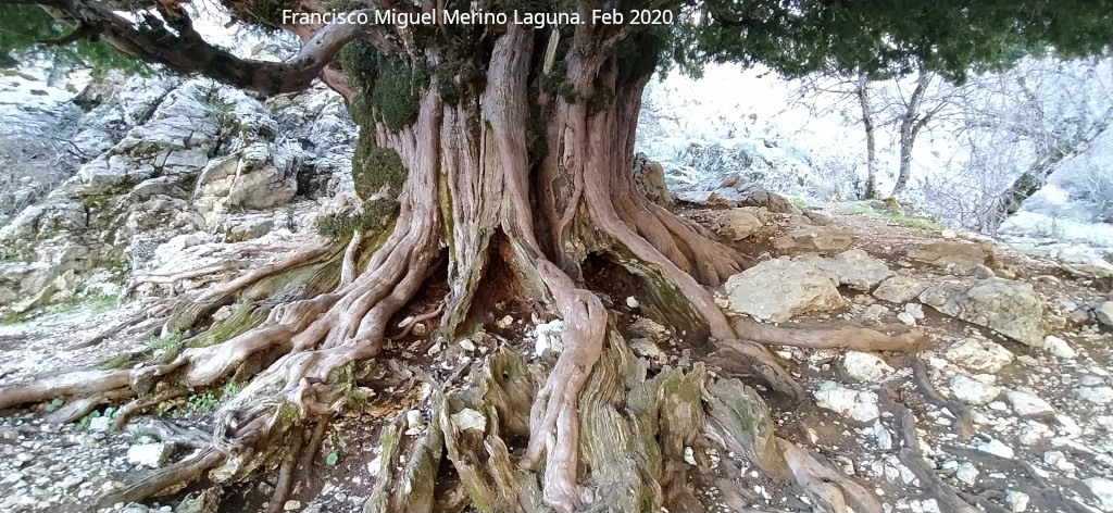 Tejo Milenario Macho - Tejo Milenario Macho. Tronco y ra�ces