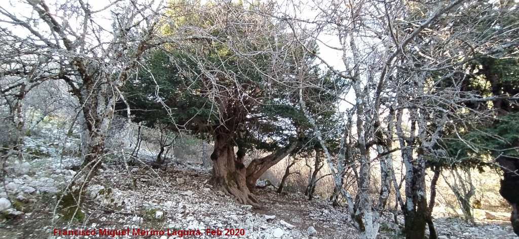 Tejo Milenario Hembra - Tejo Milenario Hembra. 
