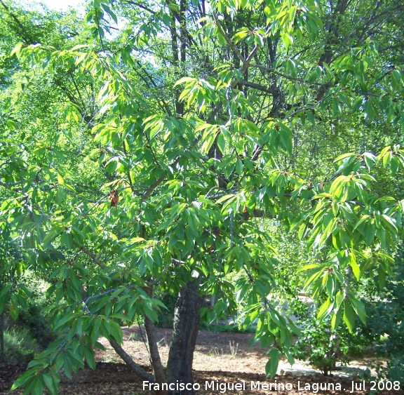 Cerezo silvestre - Cerezo silvestre. Cazorla