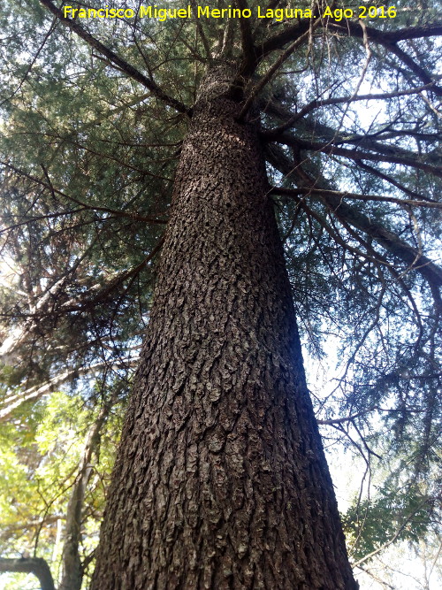 Cedro de la Campana - Cedro de la Campana. 