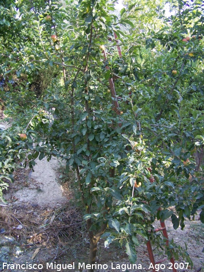 Manzano - Manzano. Los Villares