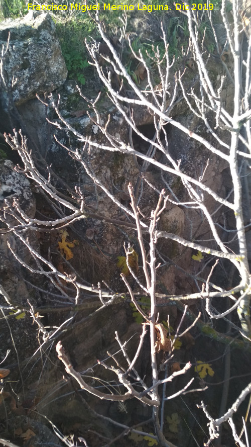 Castelln de Caviedes - Castelln de Caviedes. Abertura en la pared del hueco con rbol