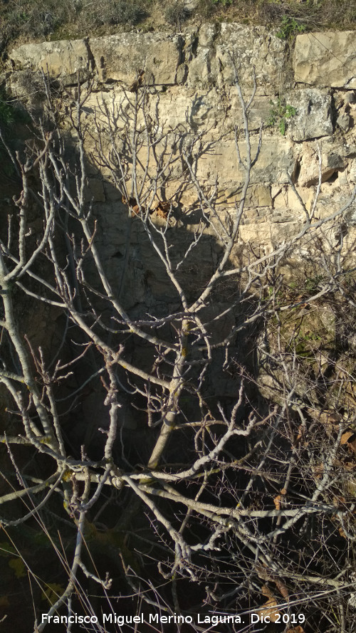 Castelln de Caviedes - Castelln de Caviedes. Pared de sillera del hueco con rbol