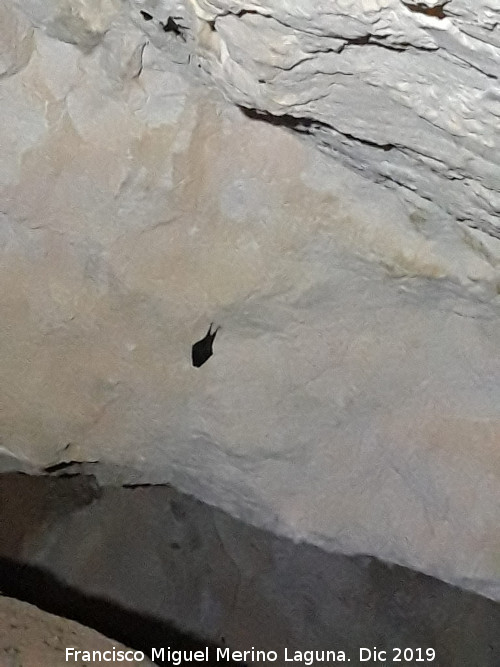 Complejo caverncola del Canjorro - Complejo caverncola del Canjorro. Murcilago