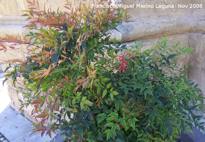 Ardisia - Ardisia. Alhama de Granada