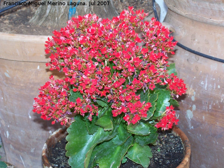 Calanchoe - Calanchoe. Navas de San Juan