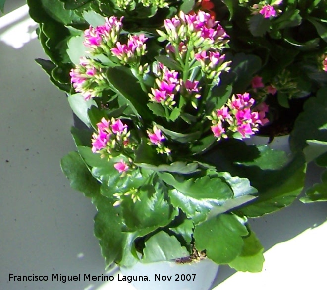 Calanchoe - Calanchoe. Crdoba