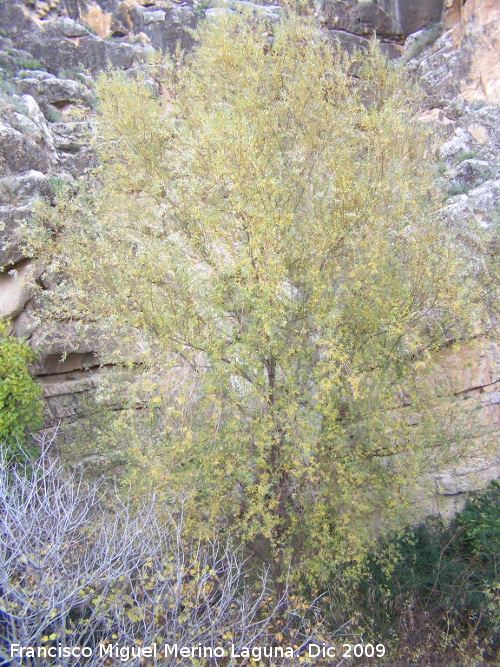 Fresno de hoja estrecha - Fresno de hoja estrecha. Villanueva de las Torres