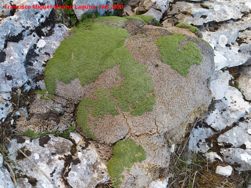 Pisapastores - Pisapastores. Poyo de las Palomas - Quesada