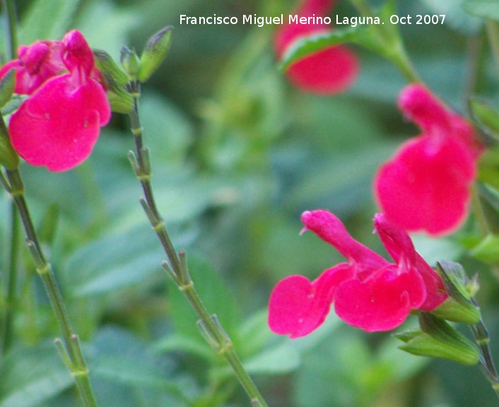 Salvia granadina - Salvia granadina. Cazorla