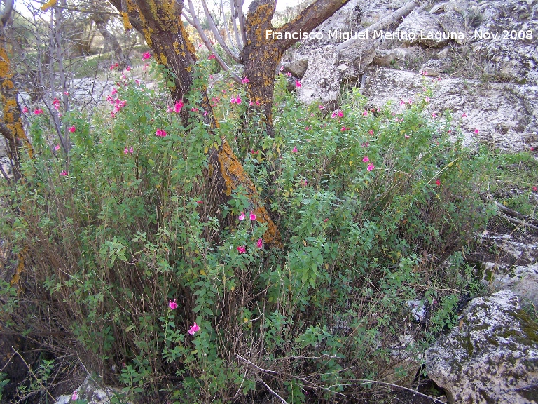 Salvia granadina - Salvia granadina. Alhama de Granada