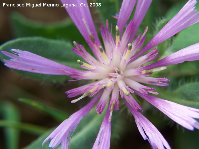 Centaurea pullata - Centaurea pullata. Navas de San Juan