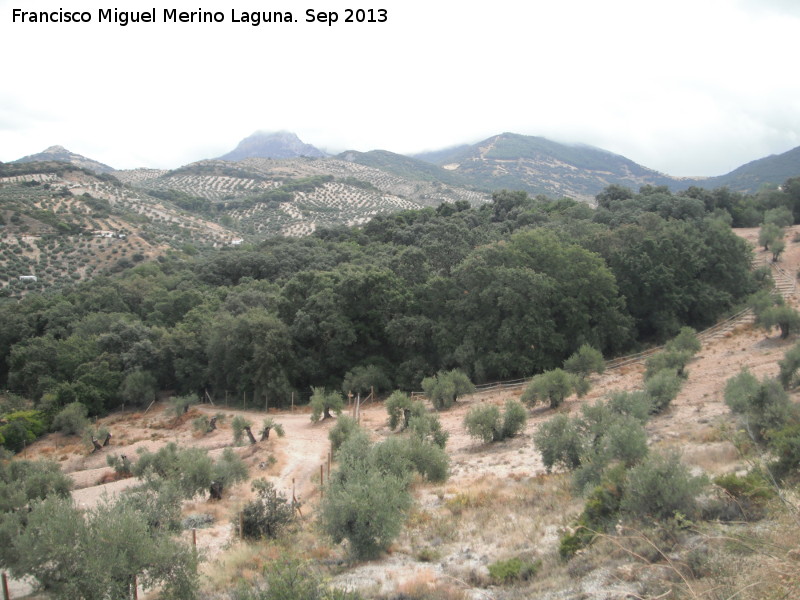 Bosque de la Baizuela - Bosque de la Baizuela. 