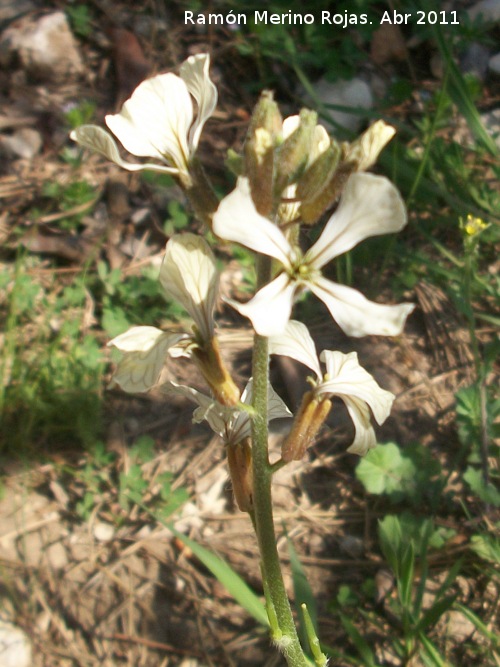 Oruga - Oruga. Cerro Montaes - Jan