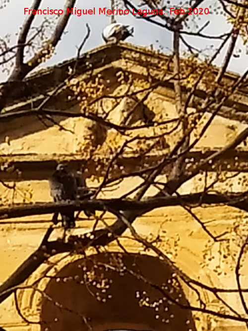 Hospital de Honrados y Venerables Viejos del Salvador - Hospital de Honrados y Venerables Viejos del Salvador. Adorno de la espada�a