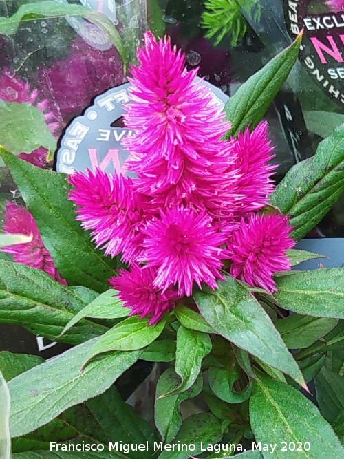 Celos�a - Celos�a. Ja�n