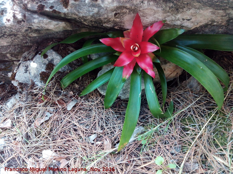 Guzmania estrella escarlata - Guzmania estrella escarlata. Cerro de Cao Quebrado - Jan