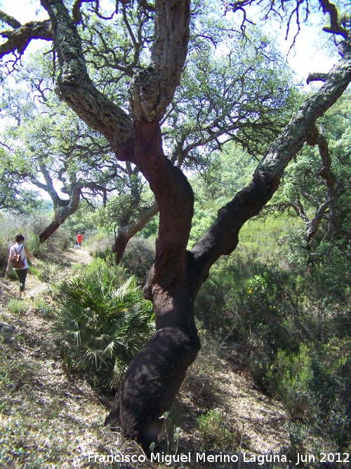 Alcornoque - Alcornoque. Parque Natural de Los Alcornocales - Castellar de la Frontera